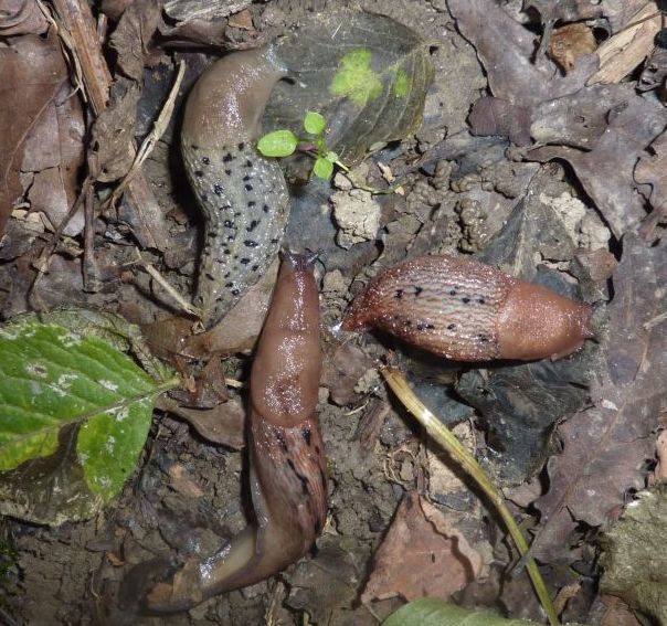 Limax aldrovandi Moquin-Tandon 1855 e Limax dacampi da Cremona