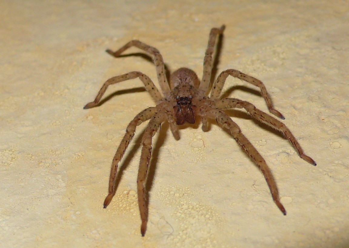 Zoropsis sp.