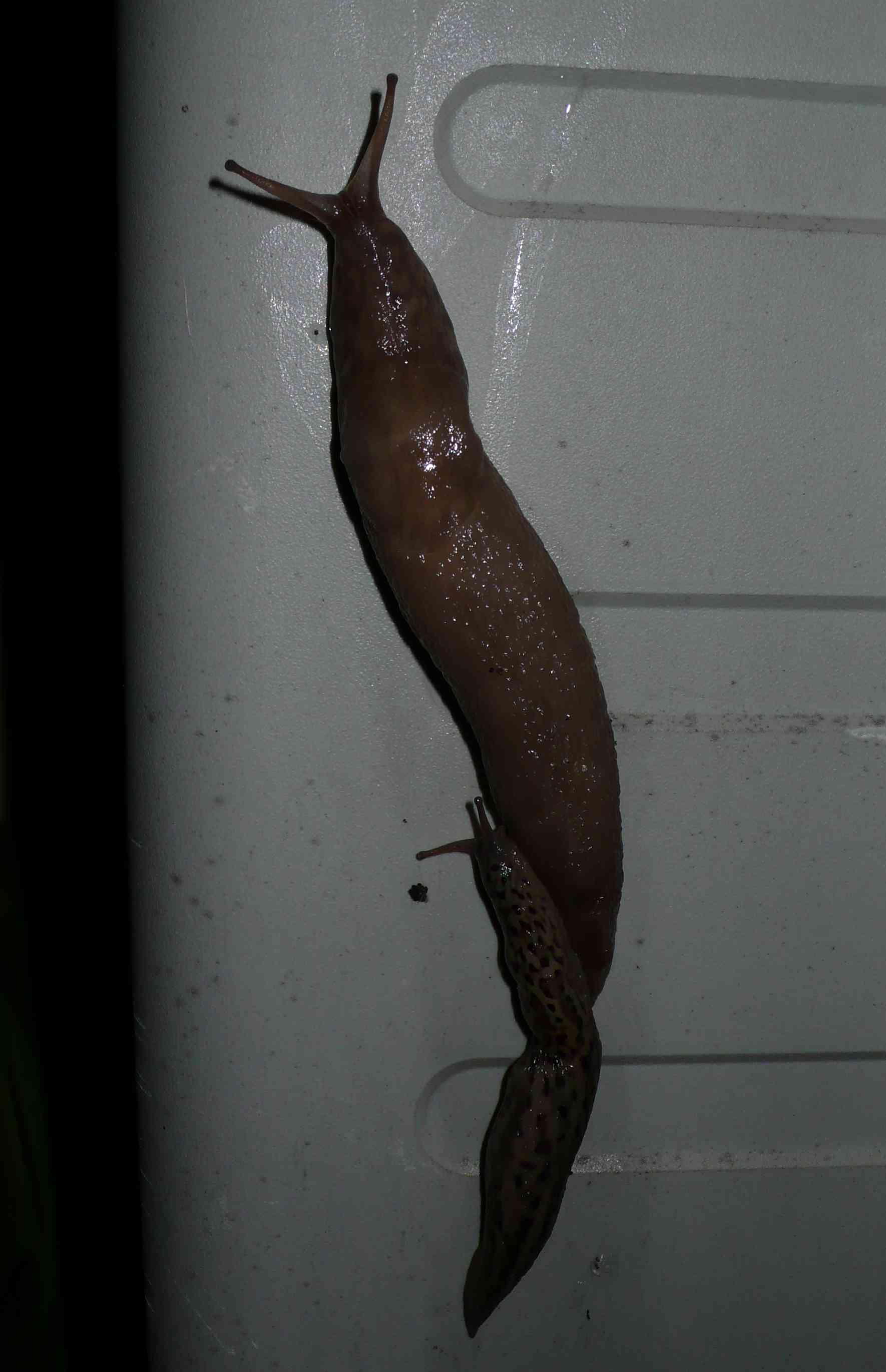 Animali domestici: Limax maximus in accoppiamento
