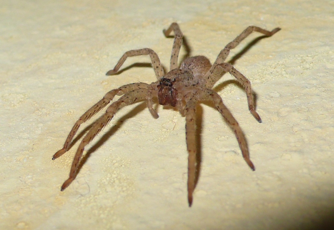 Zoropsis sp.