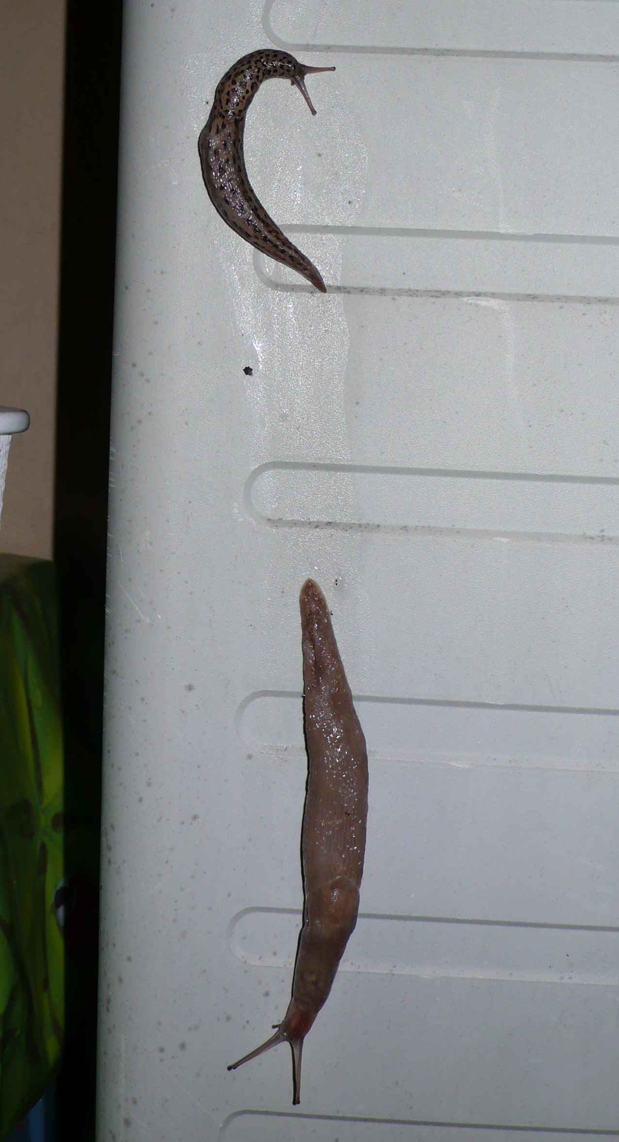 Animali domestici: Limax maximus in accoppiamento