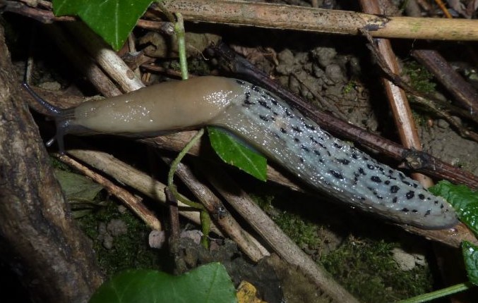 Limax aldrovandi Moquin-Tandon 1855 e Limax dacampi da Cremona