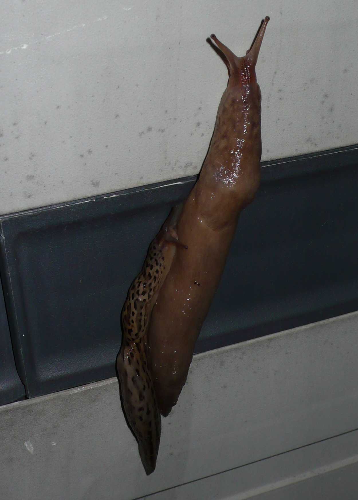 Animali domestici: Limax maximus in accoppiamento