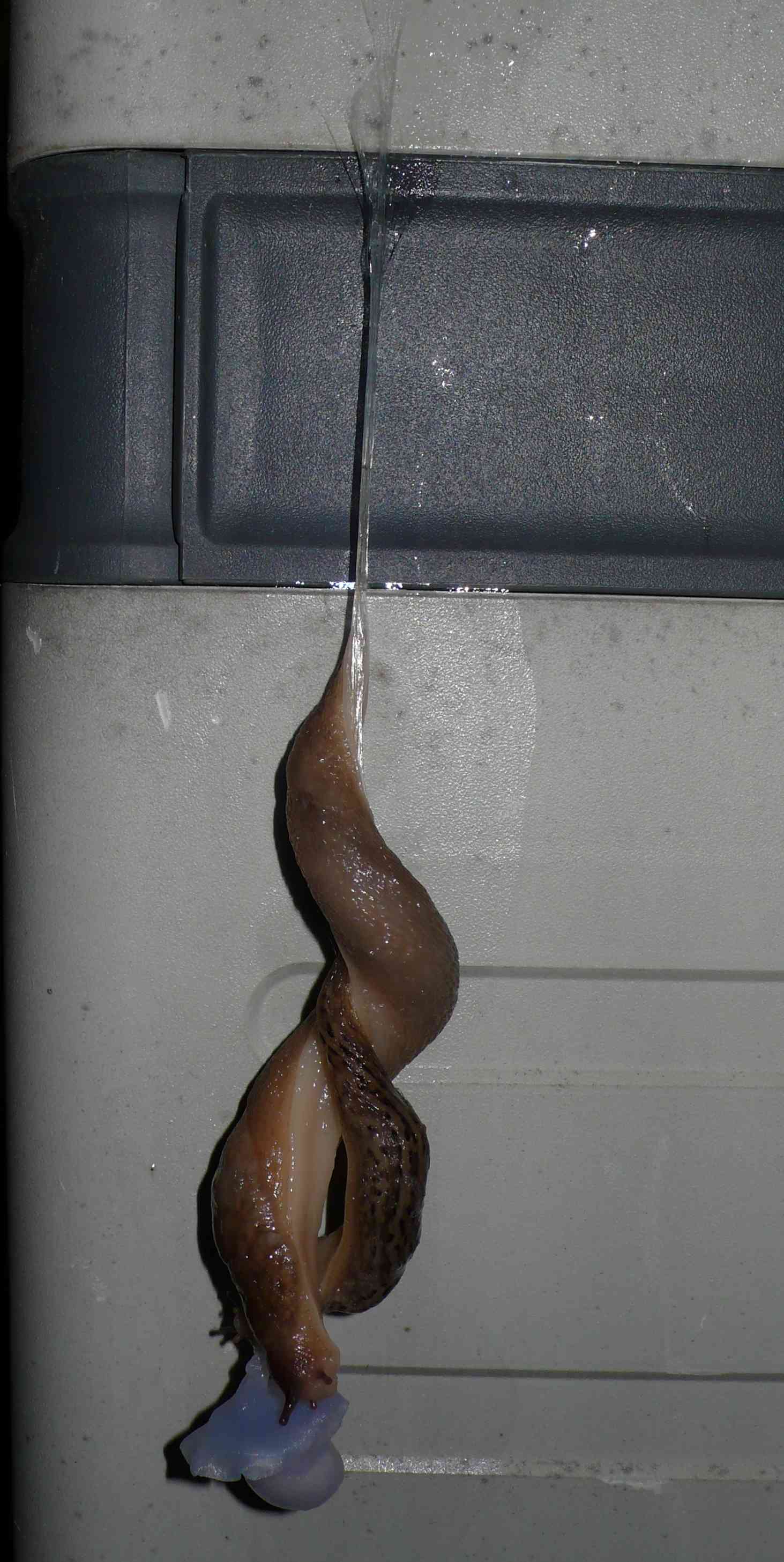 Animali domestici: Limax maximus in accoppiamento