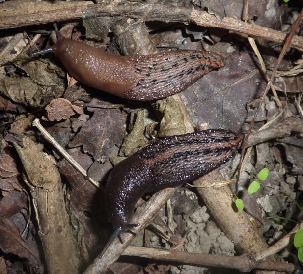 Limax aldrovandi Moquin-Tandon 1855 e Limax dacampi da Cremona