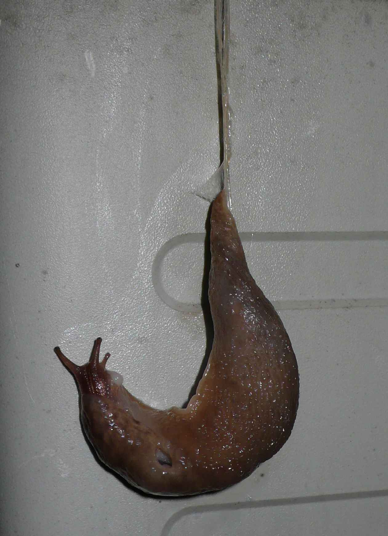 Animali domestici: Limax maximus in accoppiamento