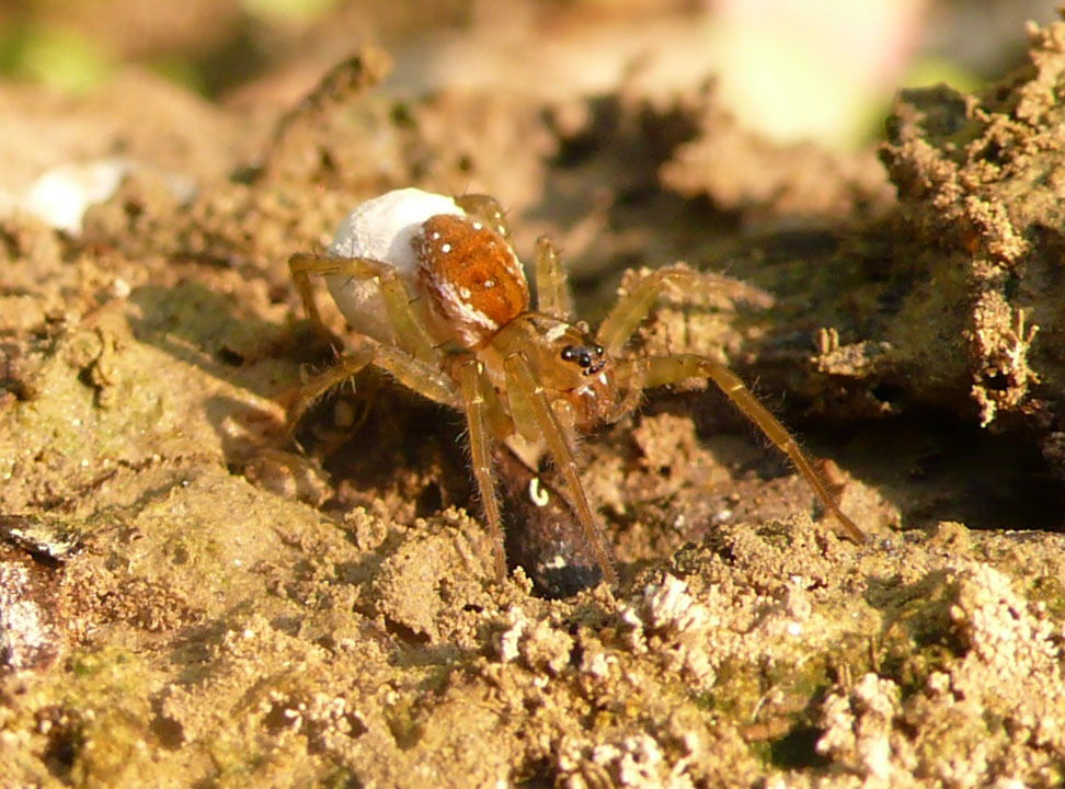 Pirata sp.