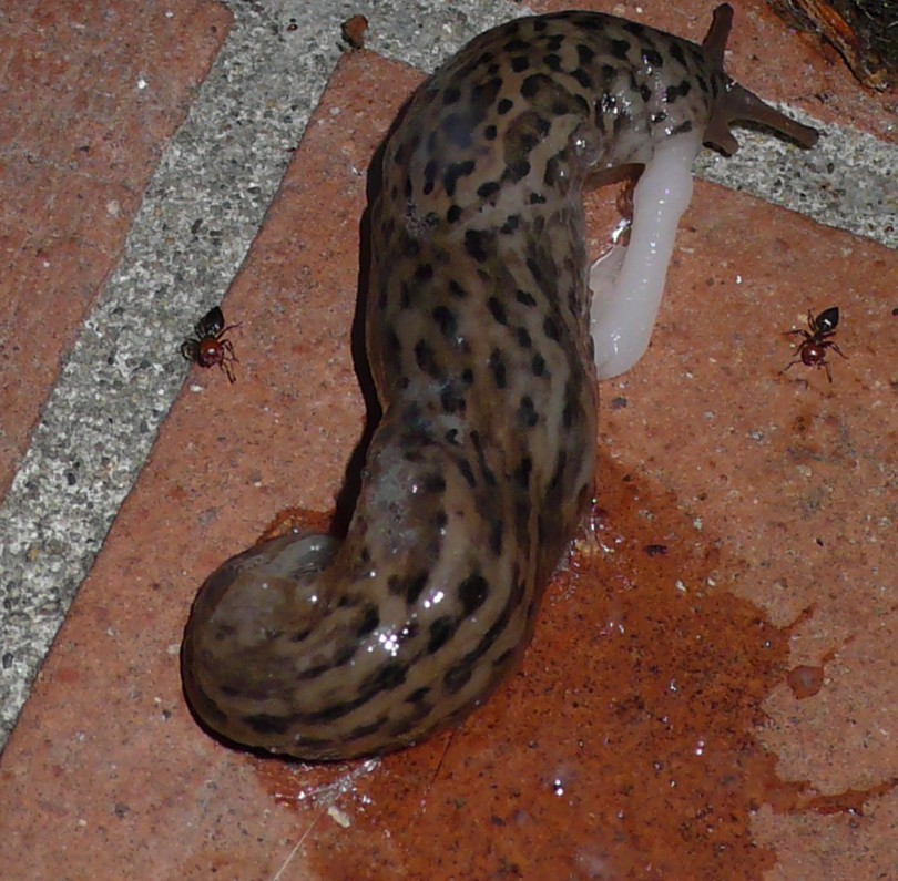 Animali domestici: Limax maximus in accoppiamento