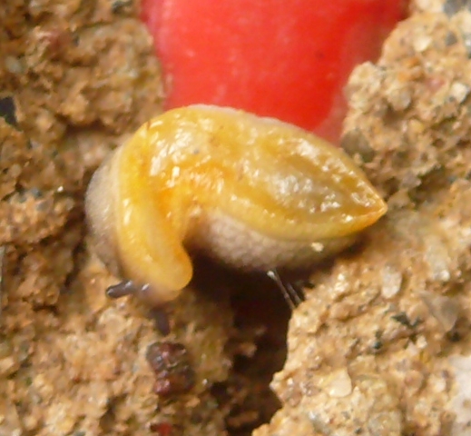Piccoletto