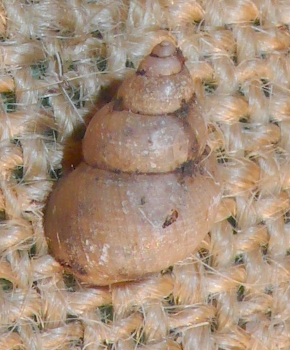 Bithynia tentaculata