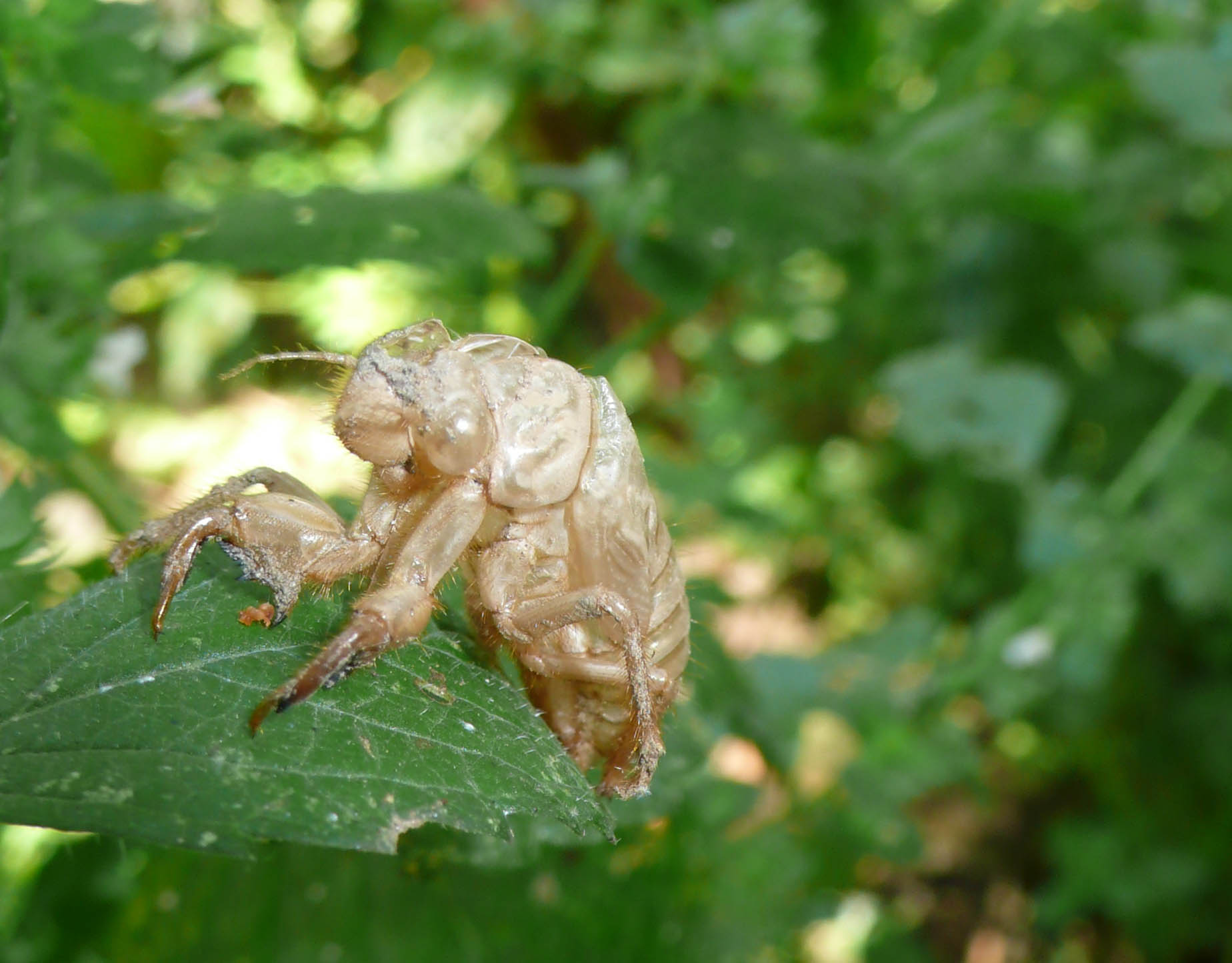 Esuvie in giardino - Cicada orni