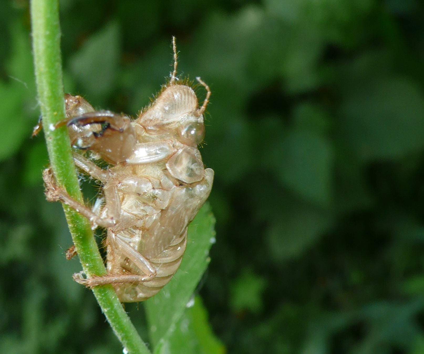 Esuvie in giardino - Cicada orni