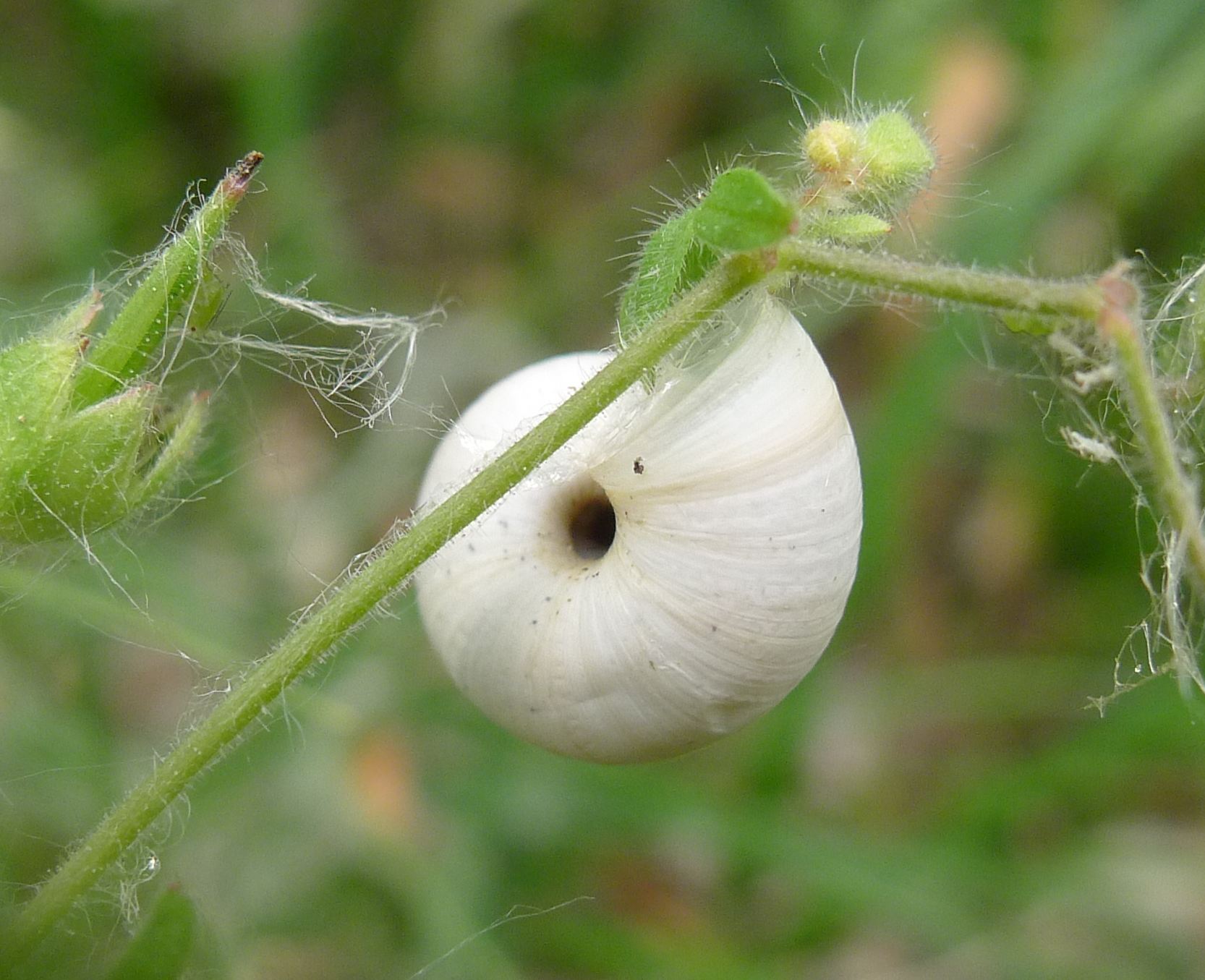 Cernuella o...( X.obvia & C.unifasciata)