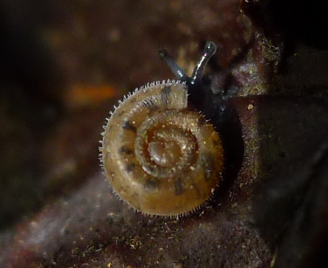 Giovani Helicodonta angigyra