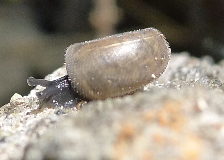 Giovani Helicodonta angigyra