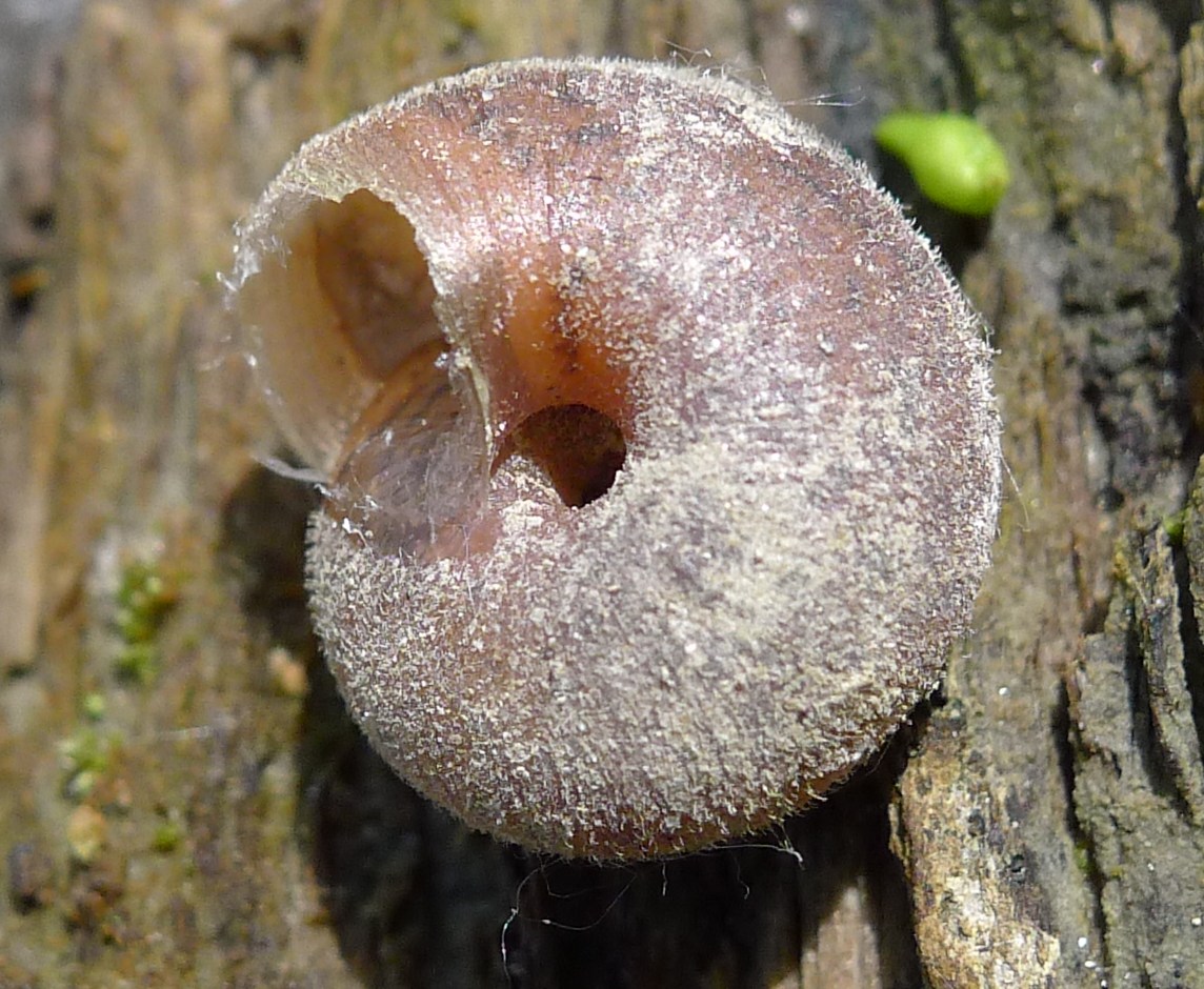 Euomphalia?