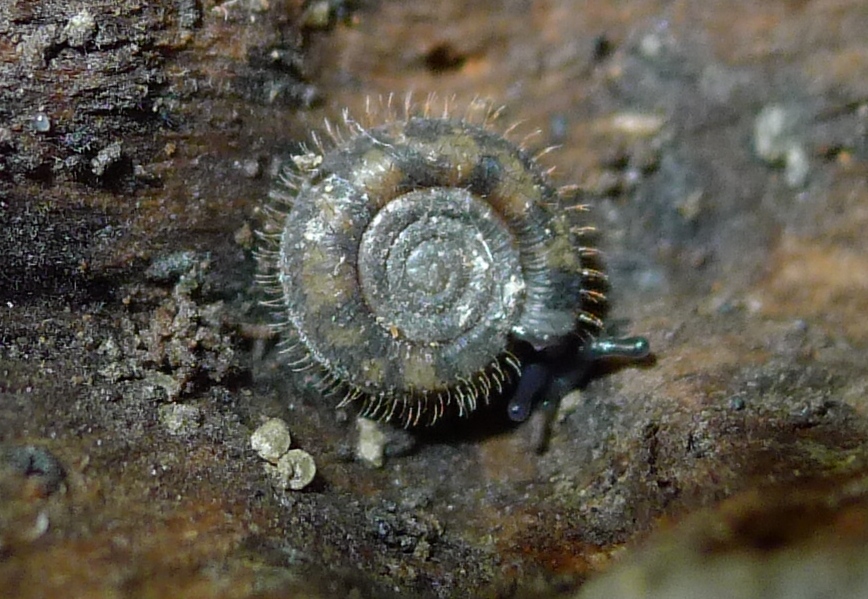 Giovani Helicodonta angigyra