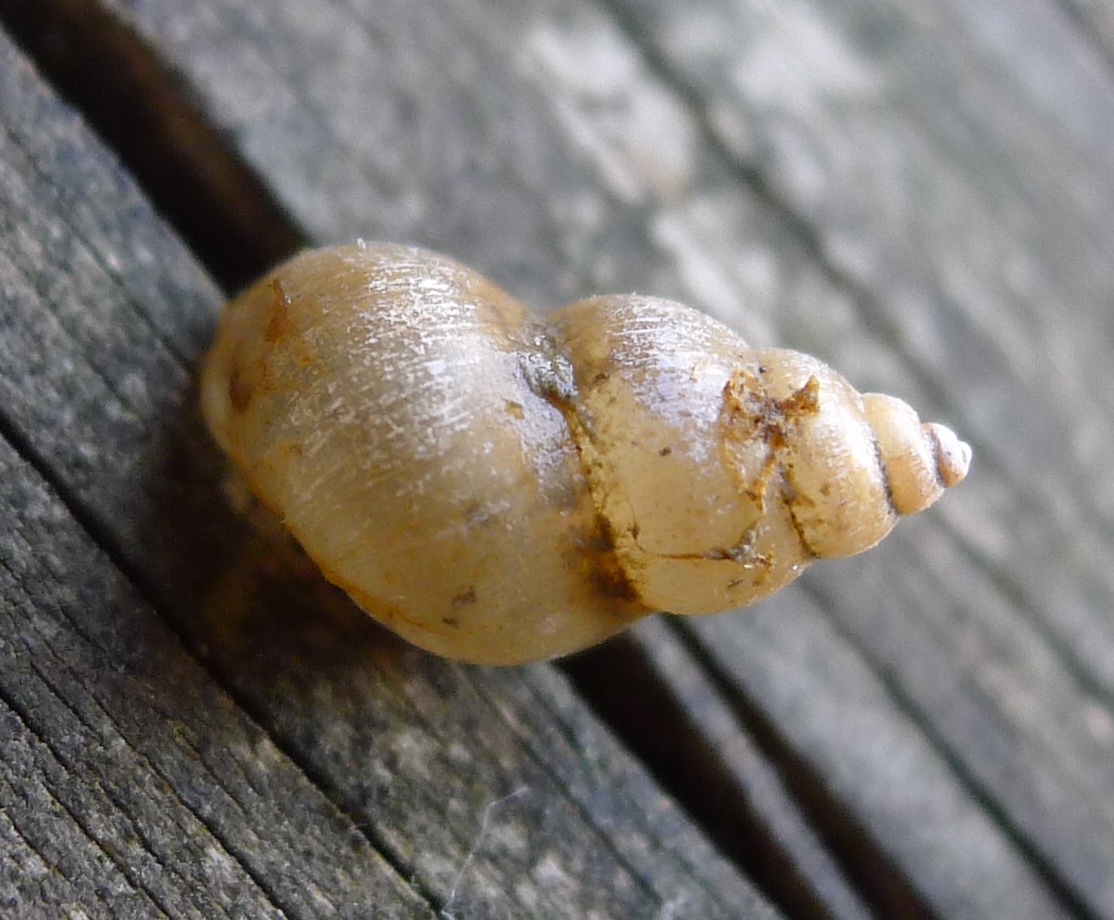 Potamopyrgus?