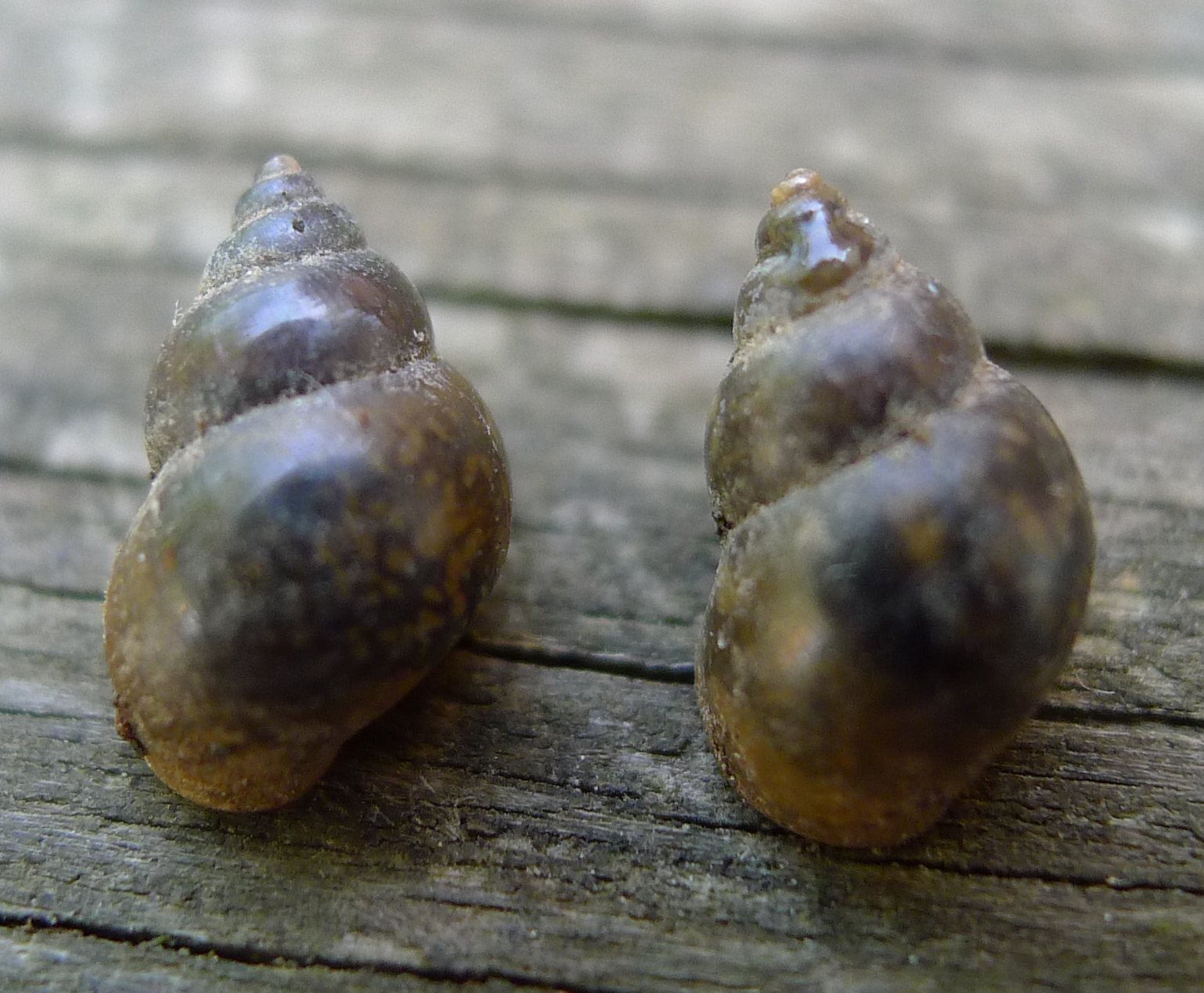Potamopyrgus?