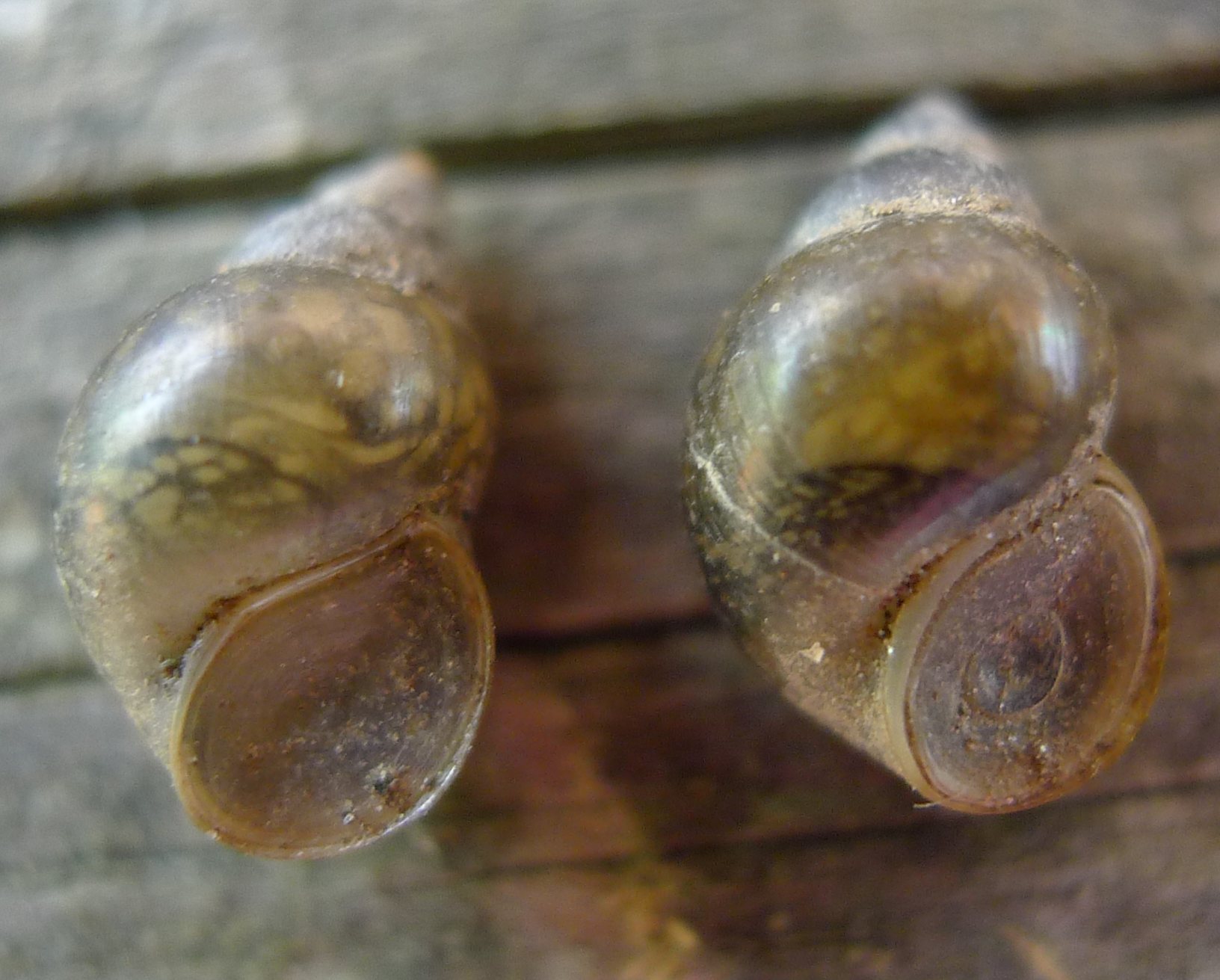 Potamopyrgus?