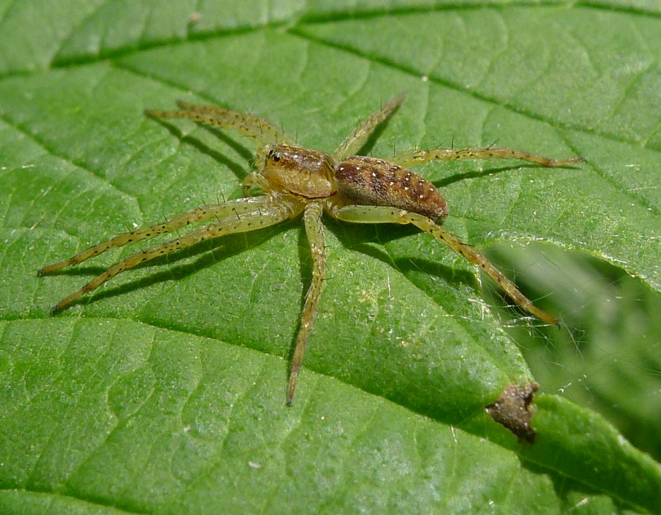 Pletora di foto...(Dolomedes fimbriatus)