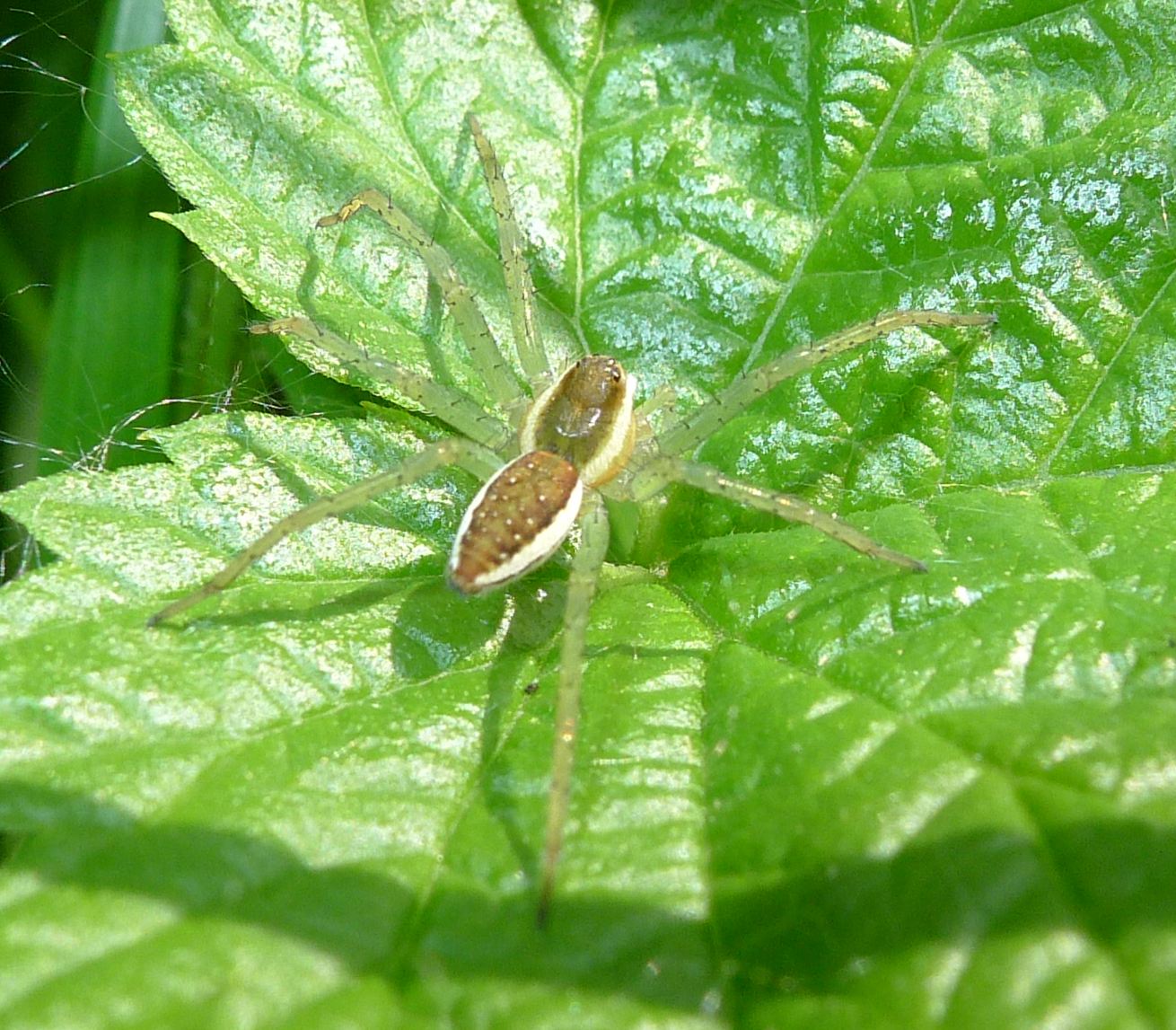 Pletora di foto...(Dolomedes fimbriatus)