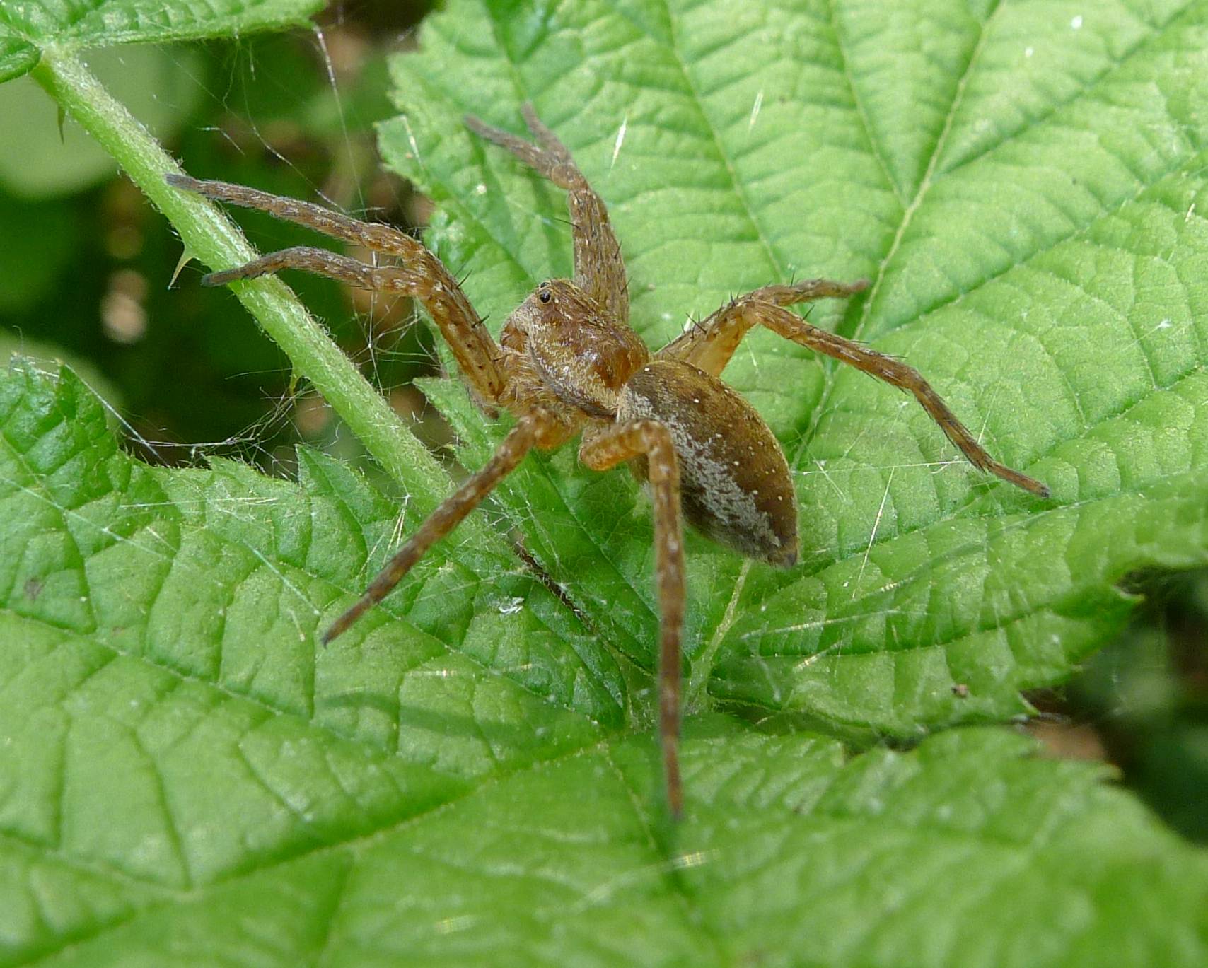 Pletora di foto...(Dolomedes fimbriatus)