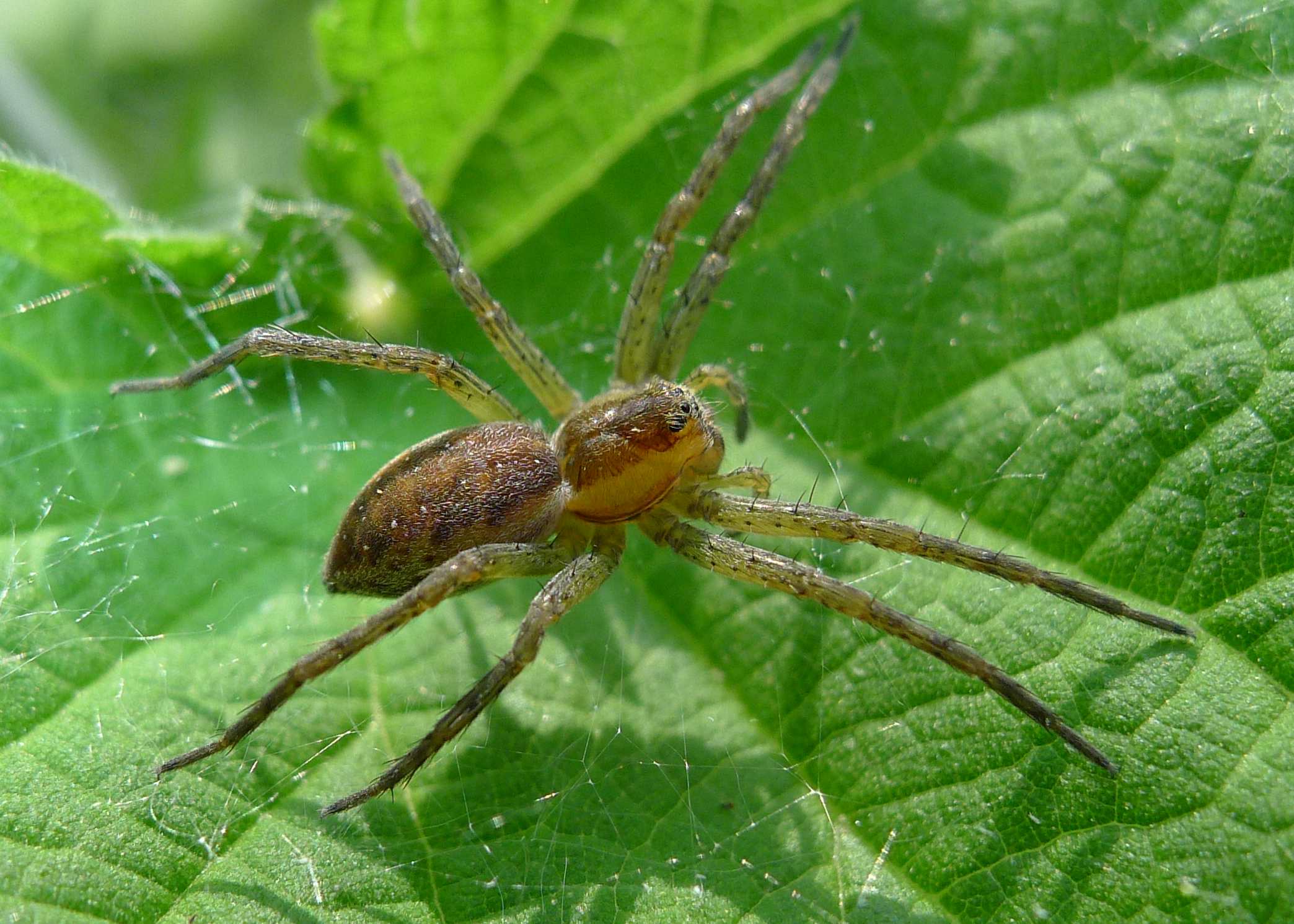 Pletora di foto...(Dolomedes fimbriatus)