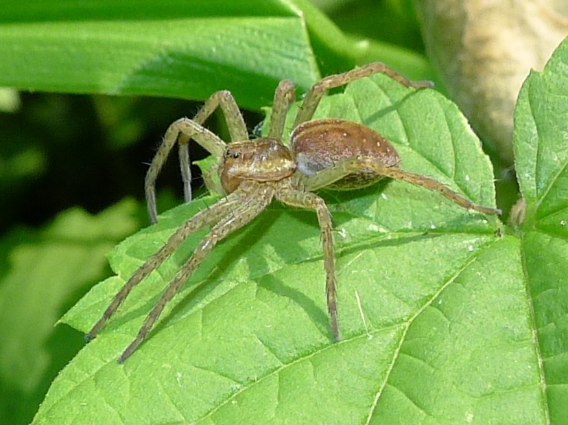 Pletora di foto...(Dolomedes fimbriatus)