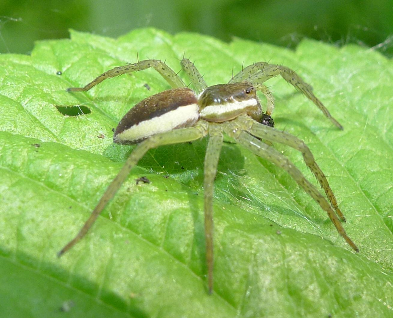 Pletora di foto...(Dolomedes fimbriatus)