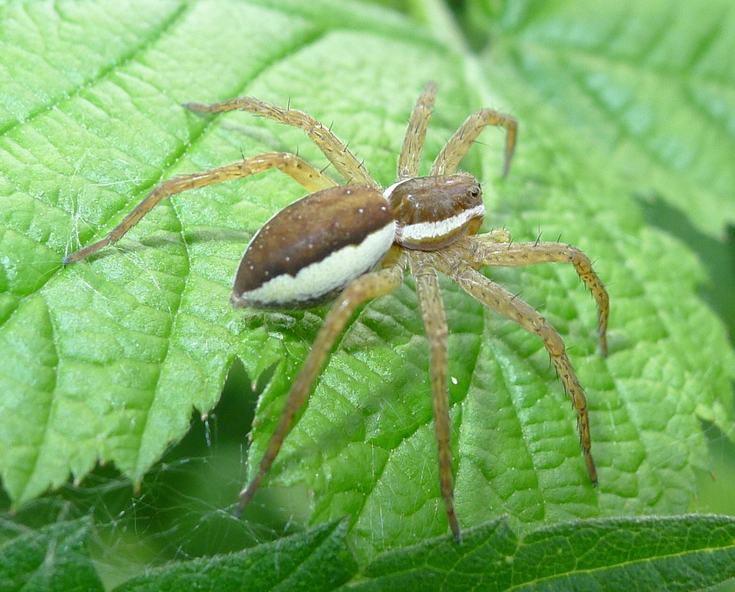 Pletora di foto...(Dolomedes fimbriatus)