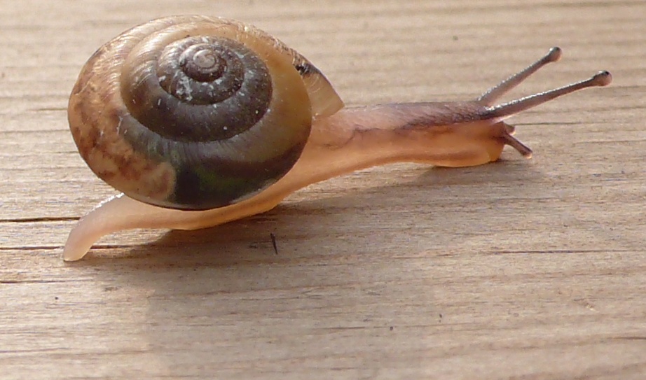 Locomozione Hygromia cinctella