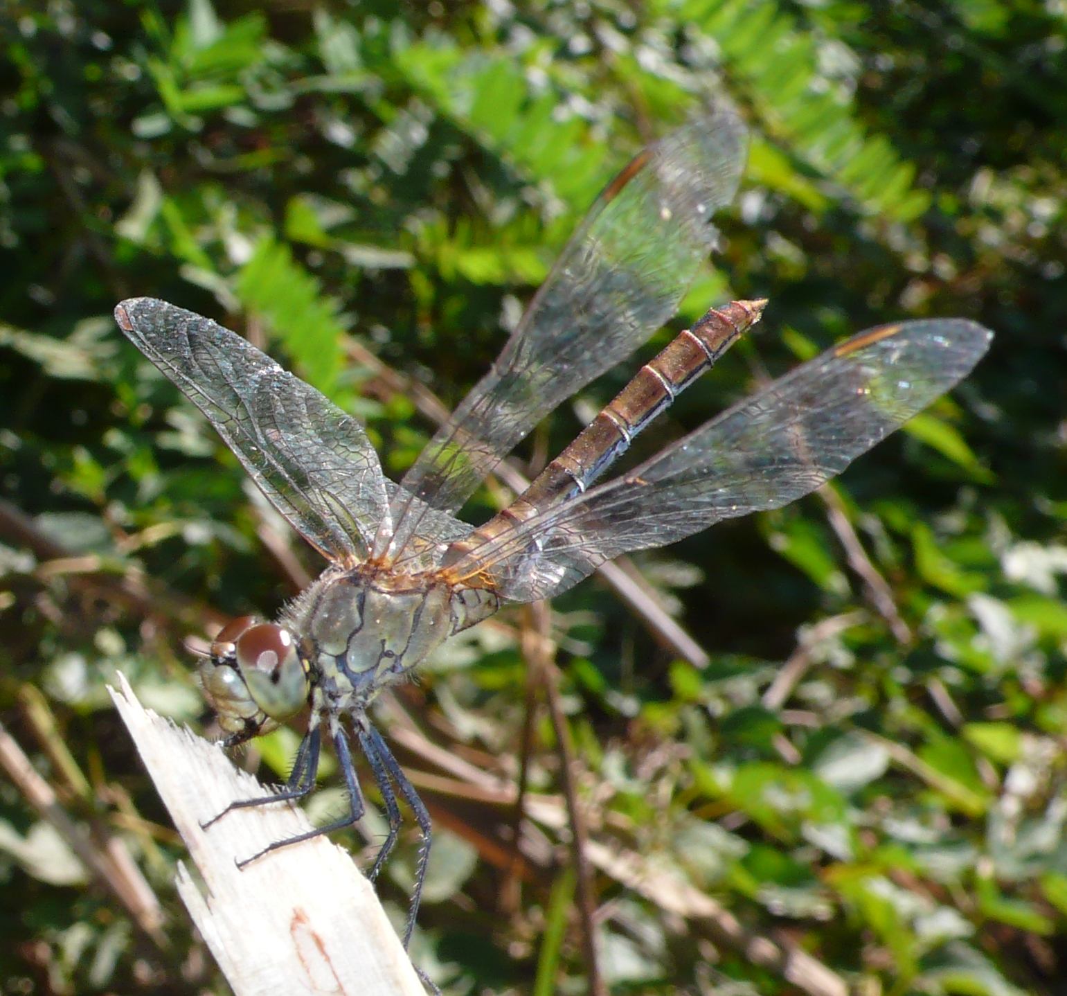 Il timido...Sympetrum sanguineum.