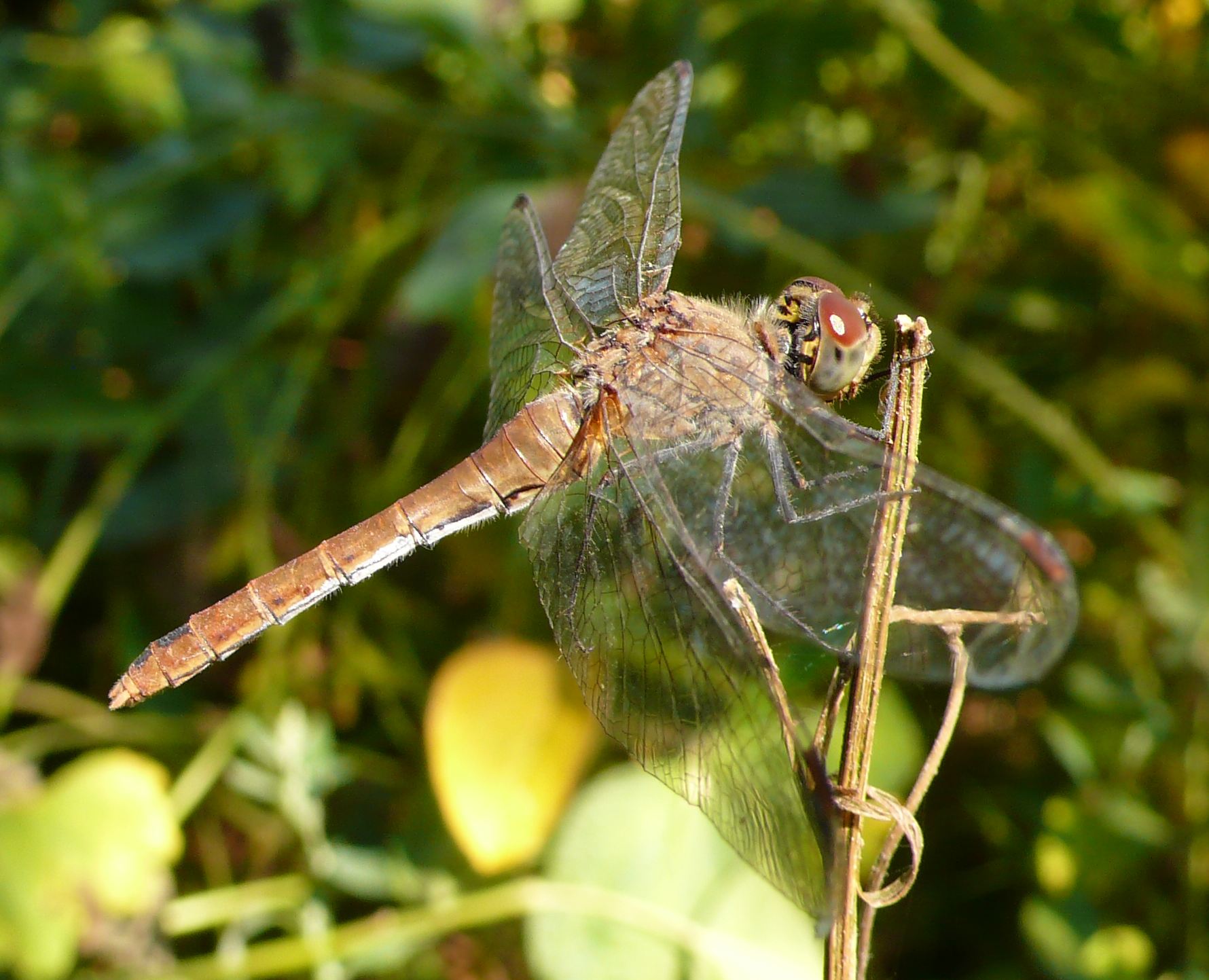 Il timido...Sympetrum sanguineum.