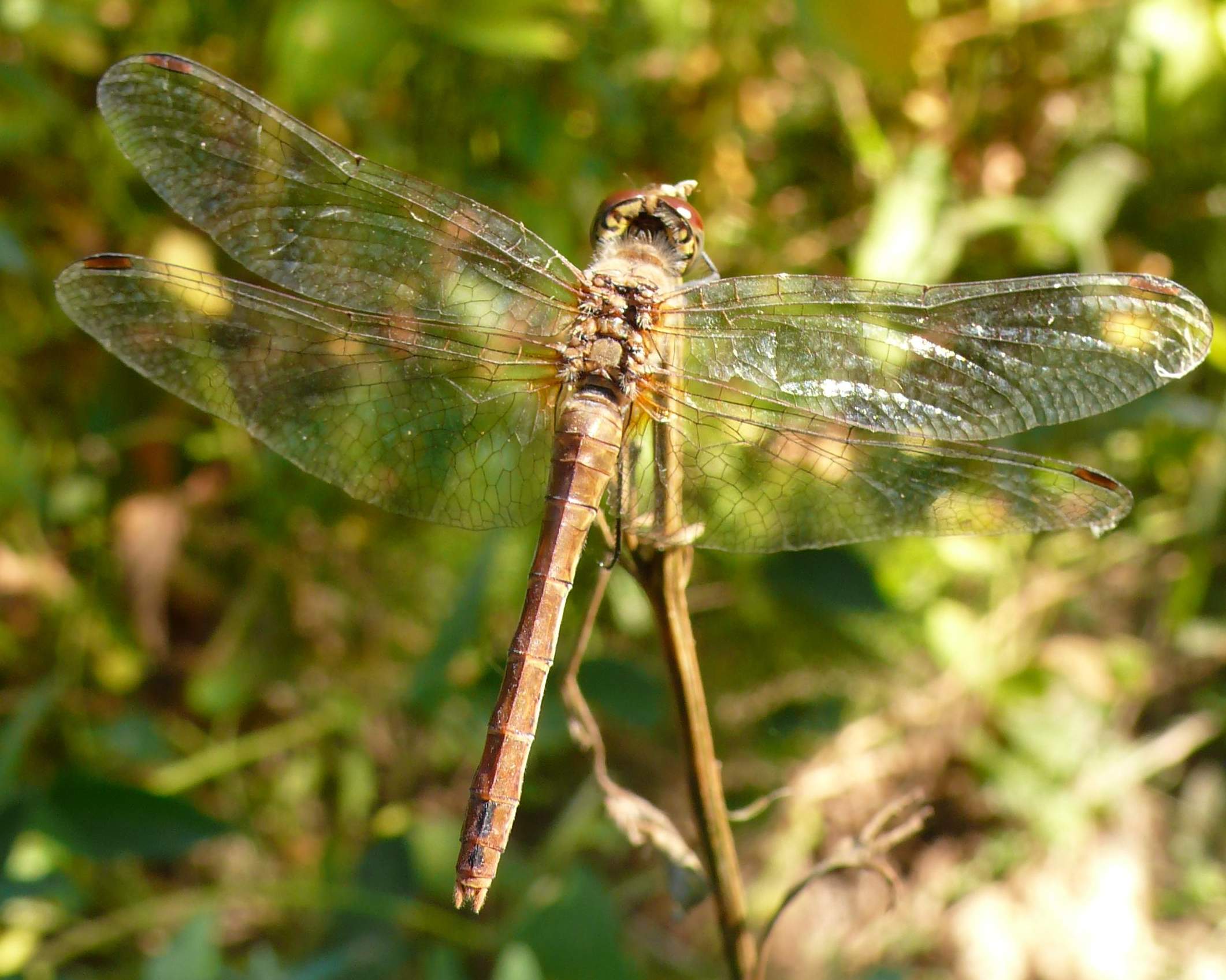 Il timido...Sympetrum sanguineum.