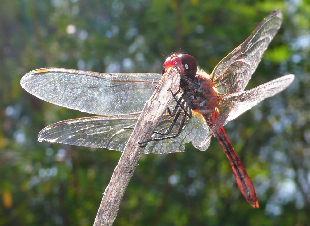 Il timido...Sympetrum sanguineum.