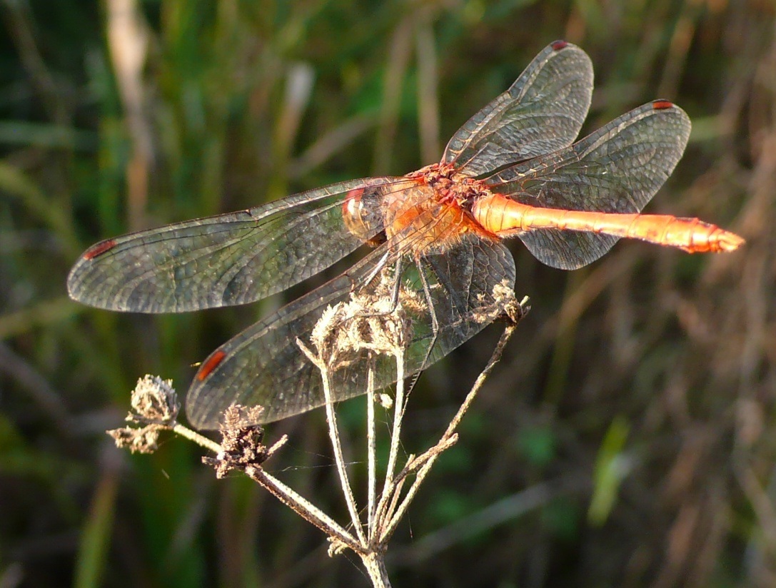 Il timido...Sympetrum sanguineum.