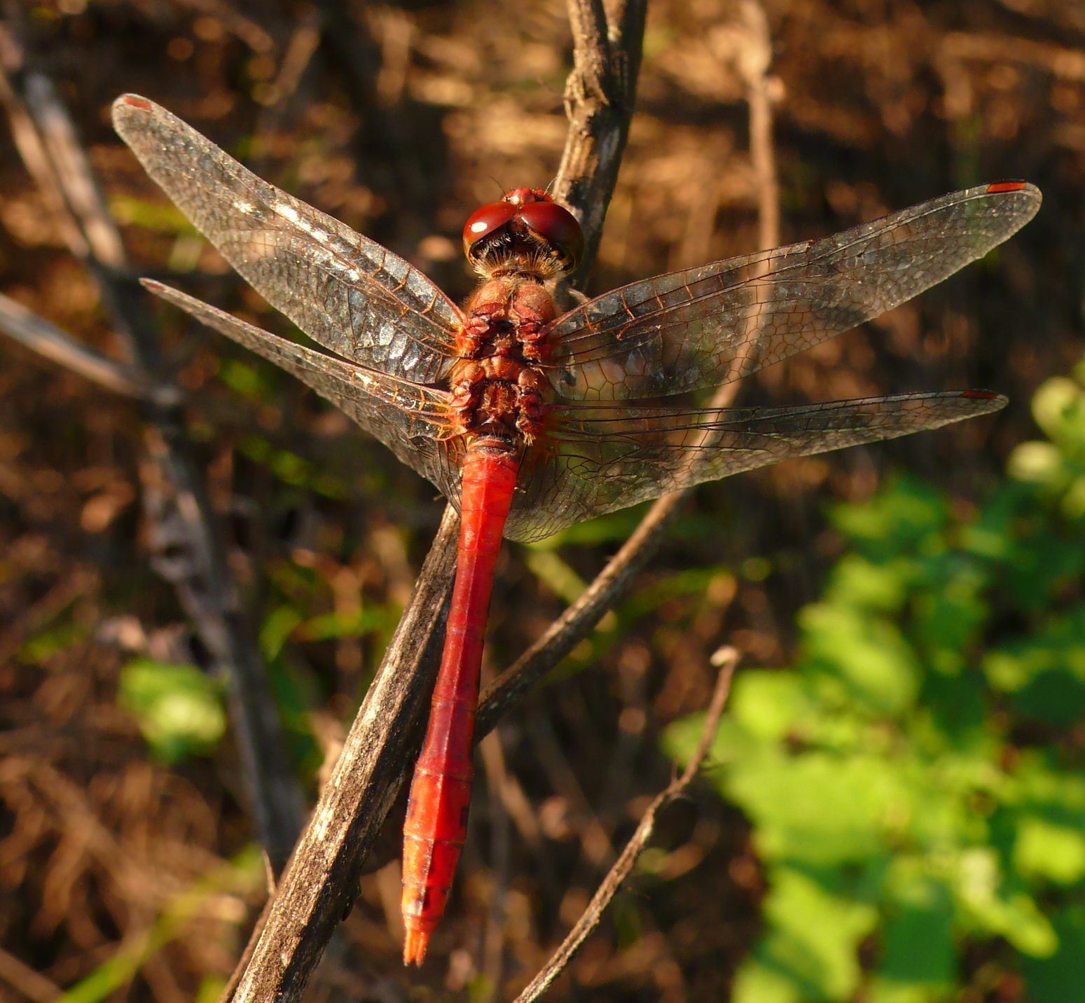 Il timido...Sympetrum sanguineum.