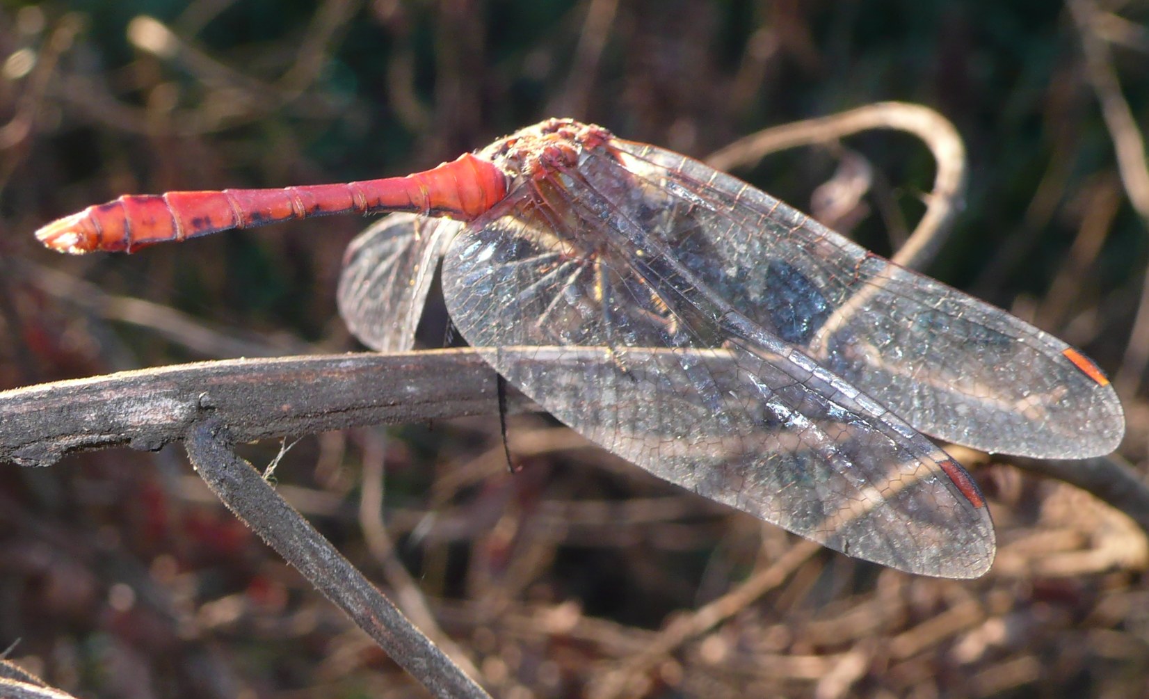 Il timido...Sympetrum sanguineum.
