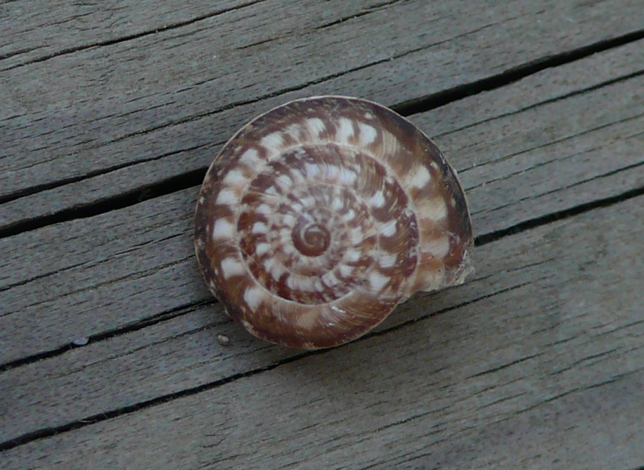 Chioccioline baleariche - Xerocrassa ebusitana