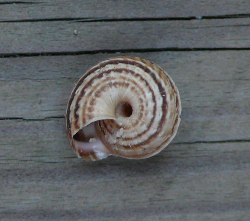 Chioccioline baleariche - Xerocrassa ebusitana