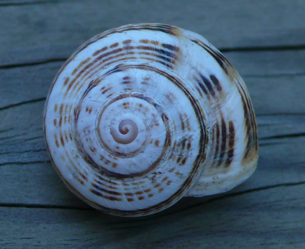 Dalla spiaggia