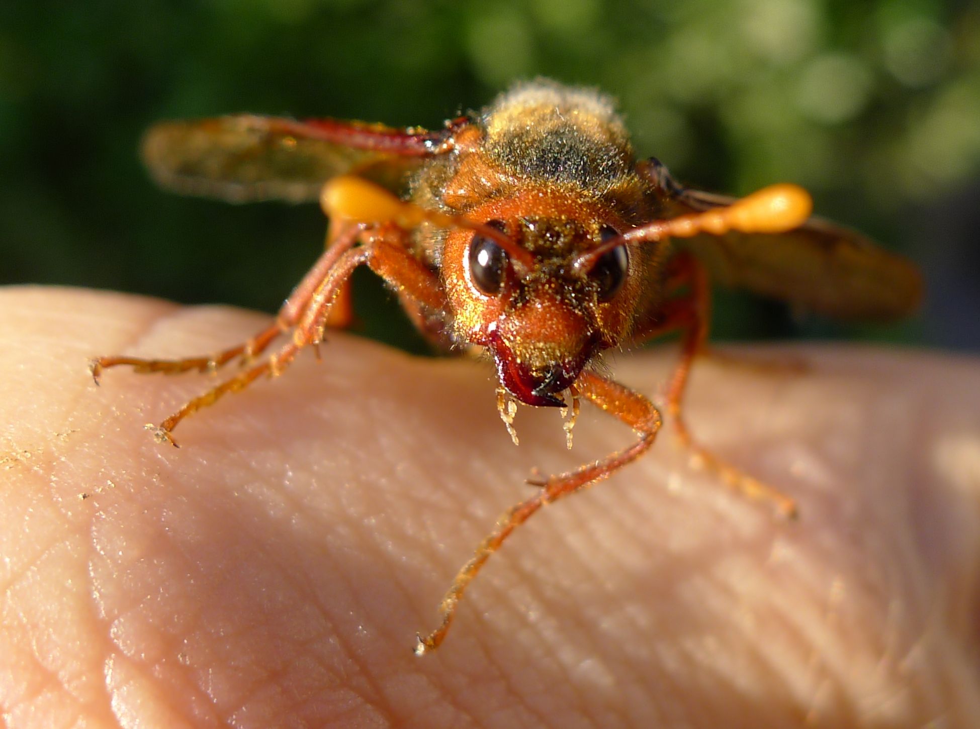 si camuffa da vespa ?? Cimbex quadrimaculatus