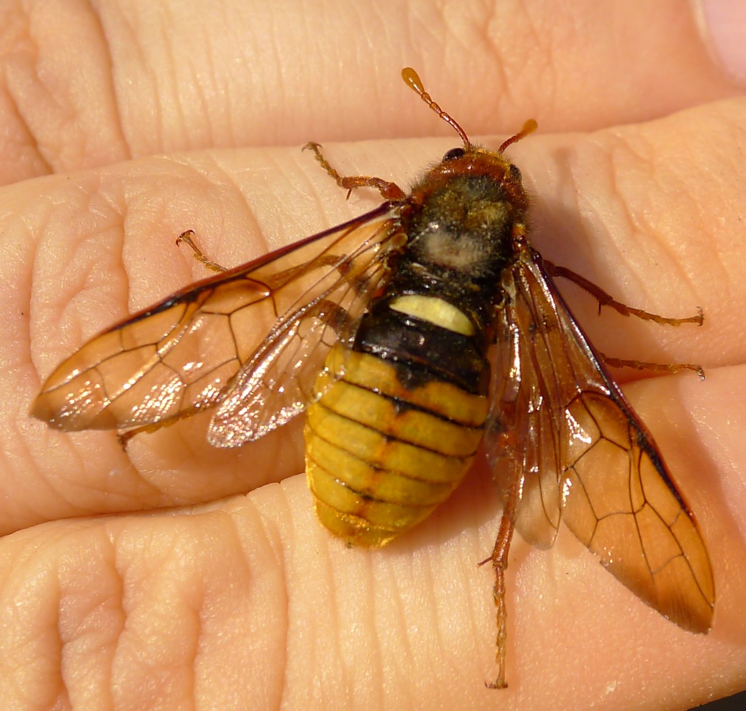 si camuffa da vespa ?? Cimbex quadrimaculatus