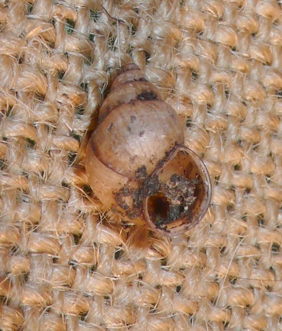 Bithynia tentaculata