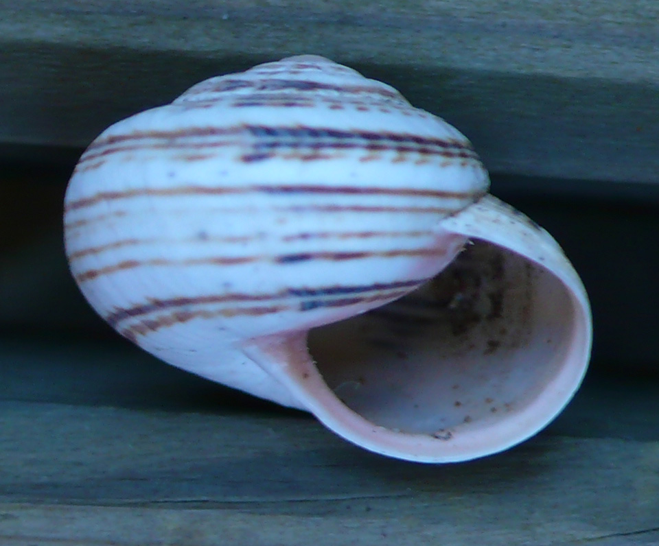 Dalla spiaggia