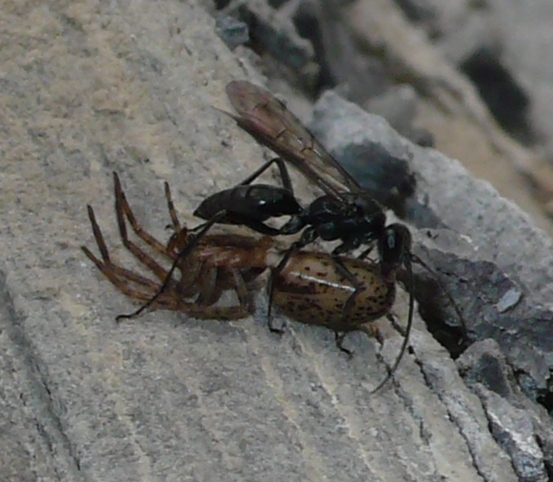 Trasporti eccezionali.Pompilidae e Segestria: Auplopus sp.?