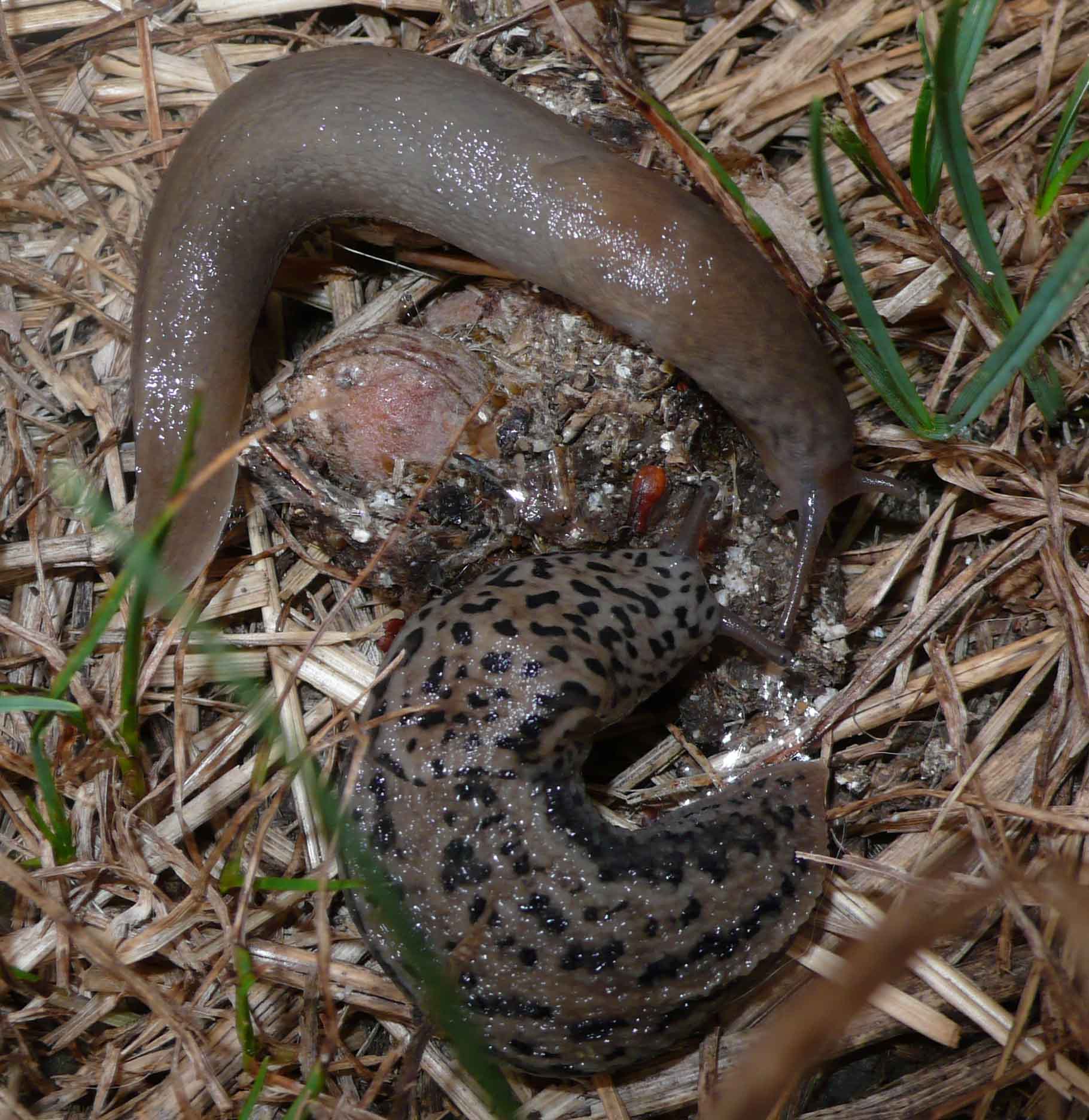 Animali domestici: Limax maximus in accoppiamento
