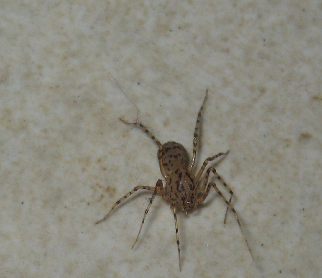 Scytodes thoracica - Scytodes sp.