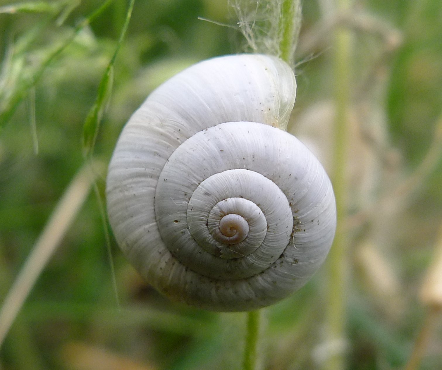 Cernuella o...( X.obvia & C.unifasciata)